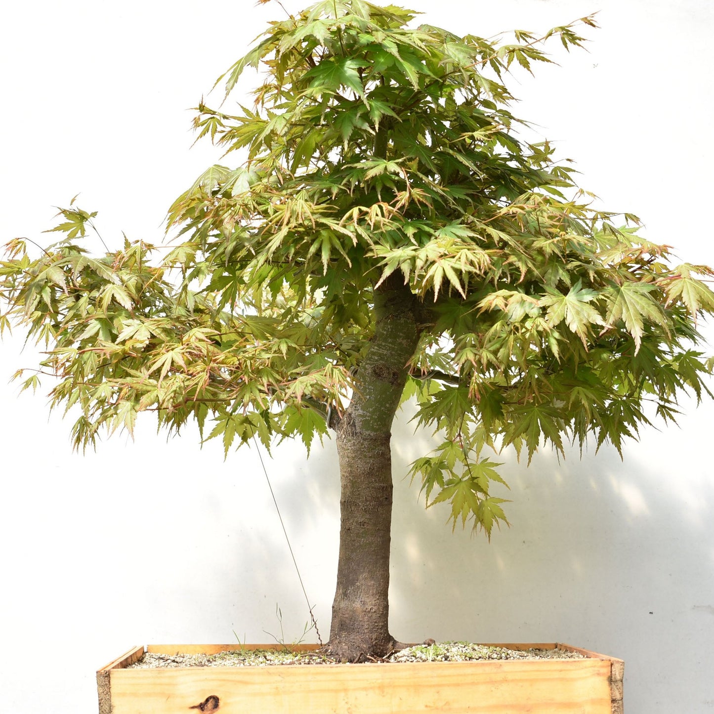 ARCE JAPONES (Acer Palmatum)