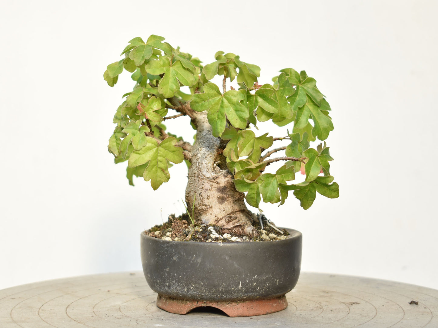 ARCE CAMPESTRE (Acer Campestris)