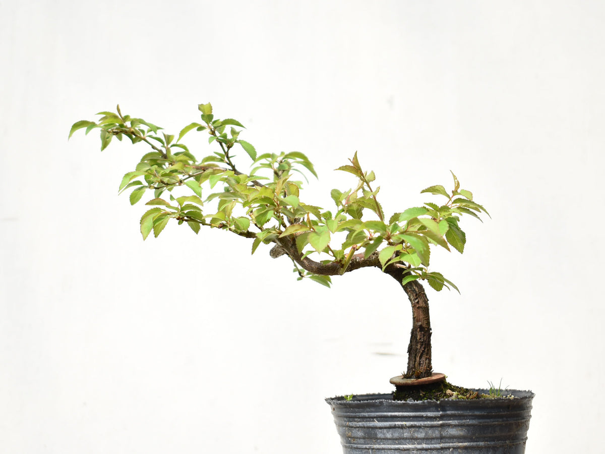 ENDRINO (Prunus Spinosa)