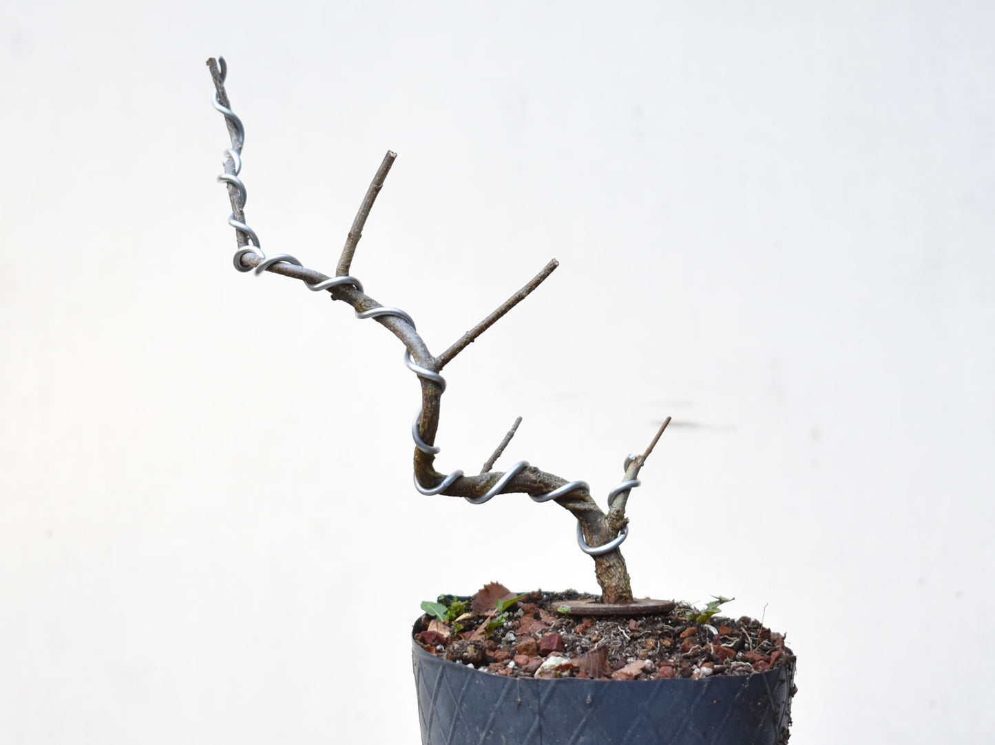 KAEDE (Arce Buergerianum)