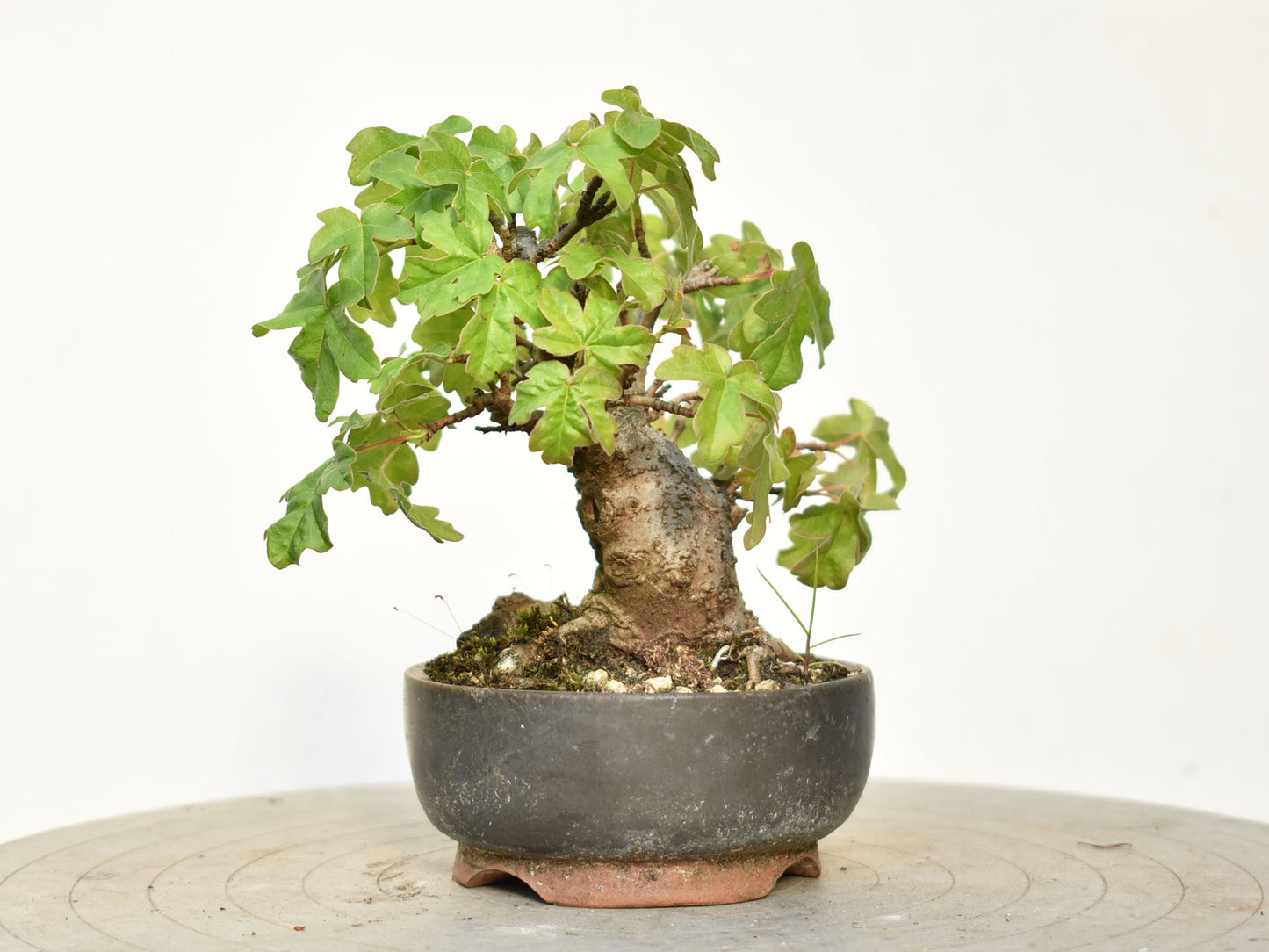 ARCE CAMPESTRE (Acer Campestris)