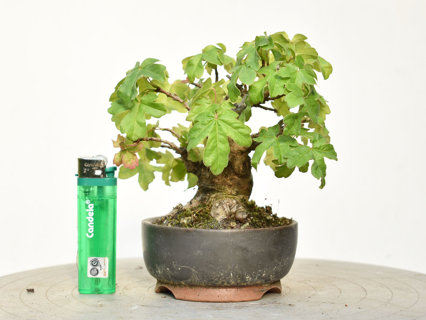 ARCE CAMPESTRE (Acer Campestris)