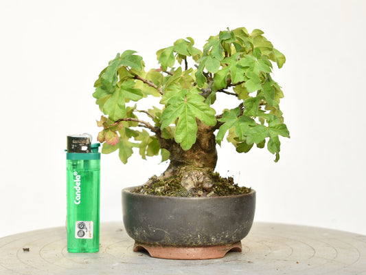 ARCE CAMPESTRE (Acer Campestris)