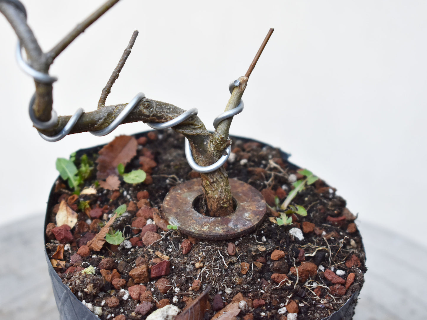 KAEDE (Arce Buergerianum)