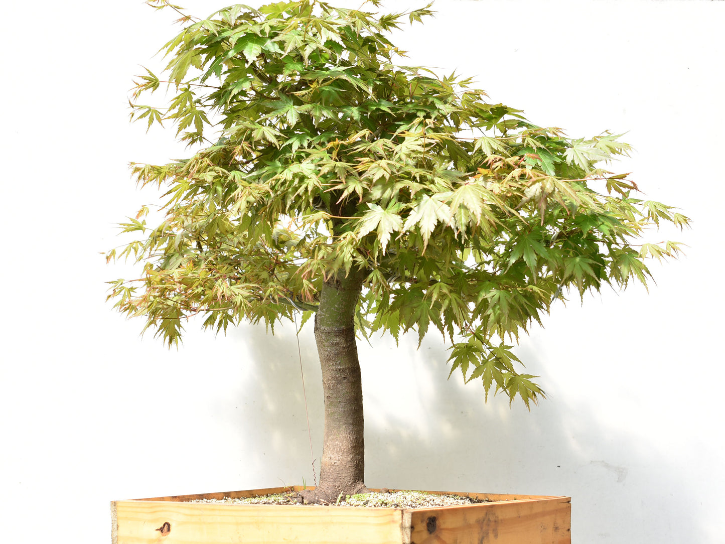 ARCE JAPONES (Acer Palmatum)