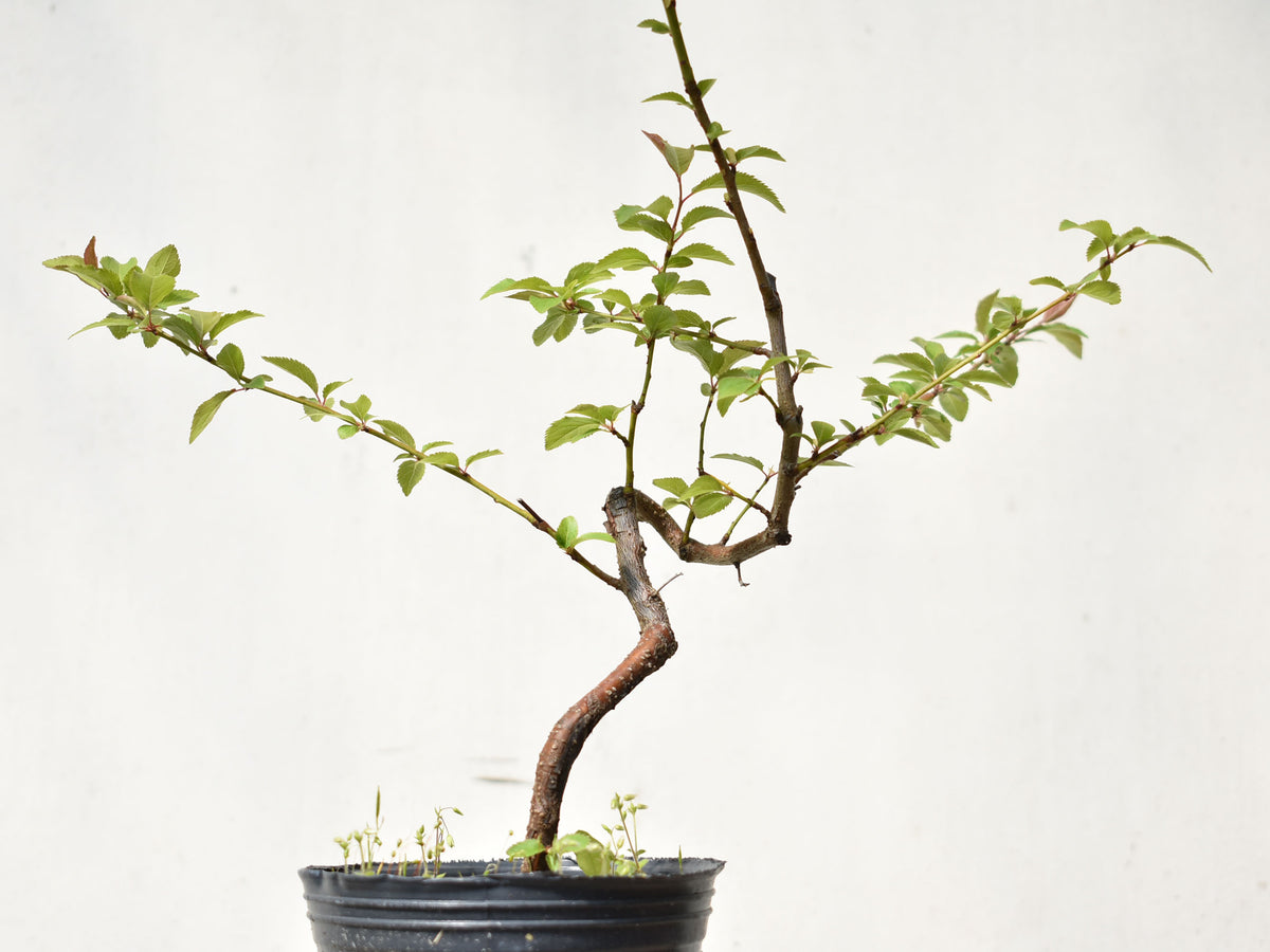 ENDRINO (Prunus Spinosa)