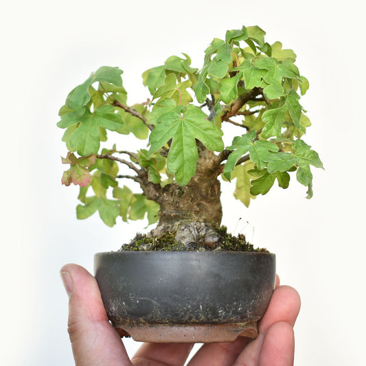 ARCE CAMPESTRE (Acer Campestris)