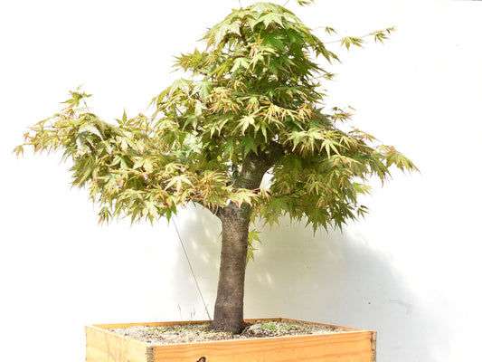 ARCE JAPONES (Acer Palmatum)