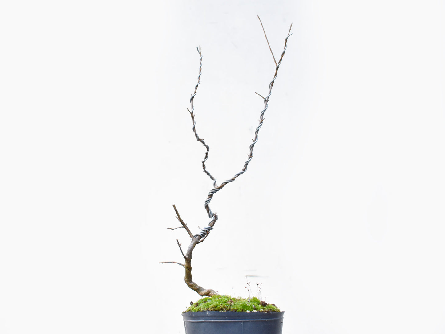 KAEDE (Arce Buergerianum)