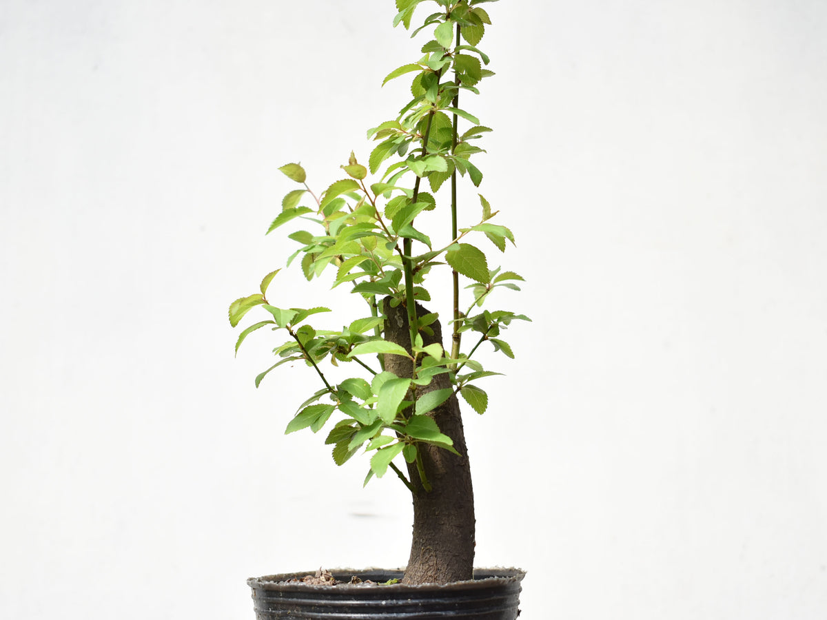 CIRUELO SILVESTRE (Prunus Cerasifera)