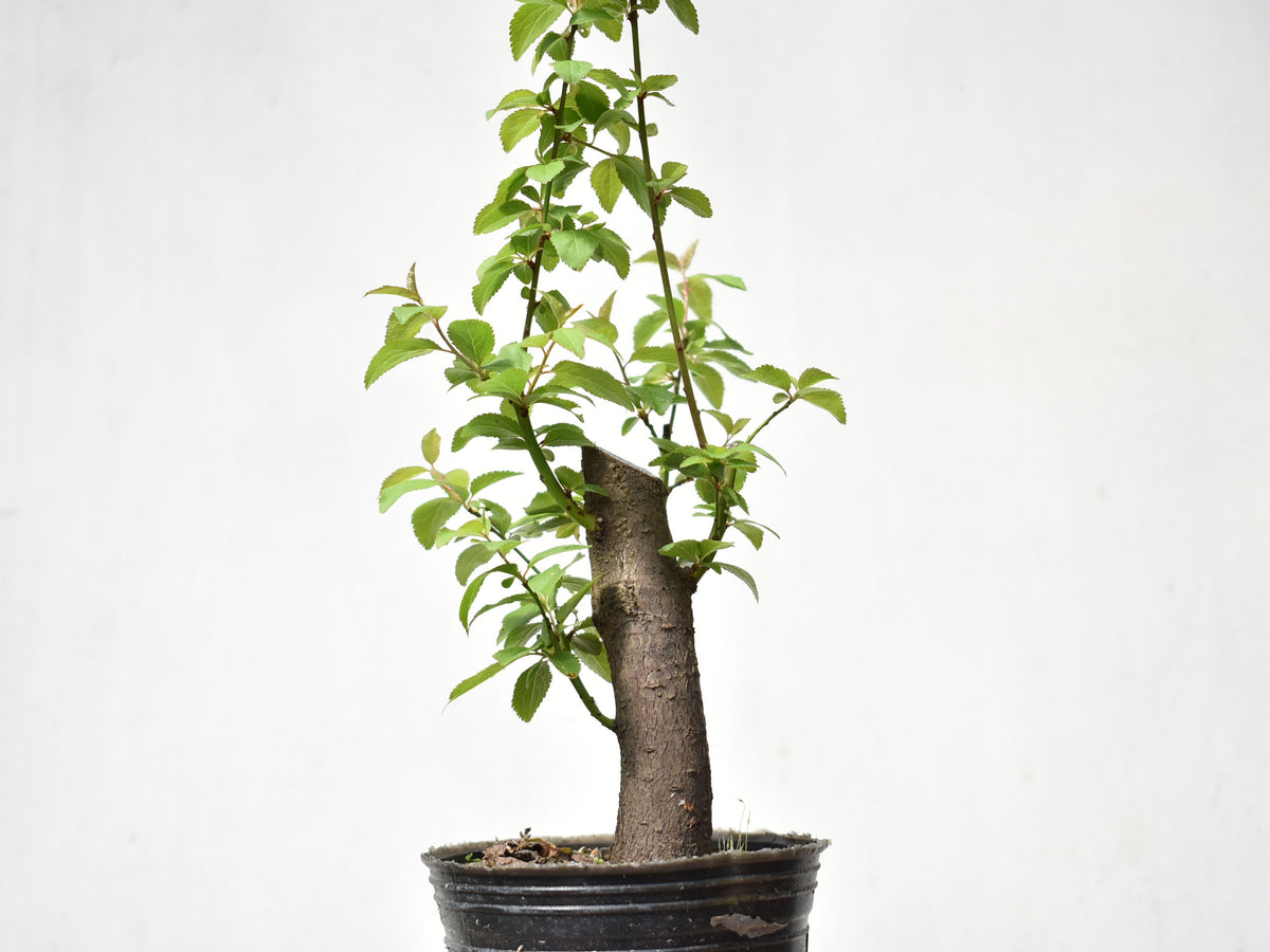CIRUELO SILVESTRE (Prunus Cerasifera)