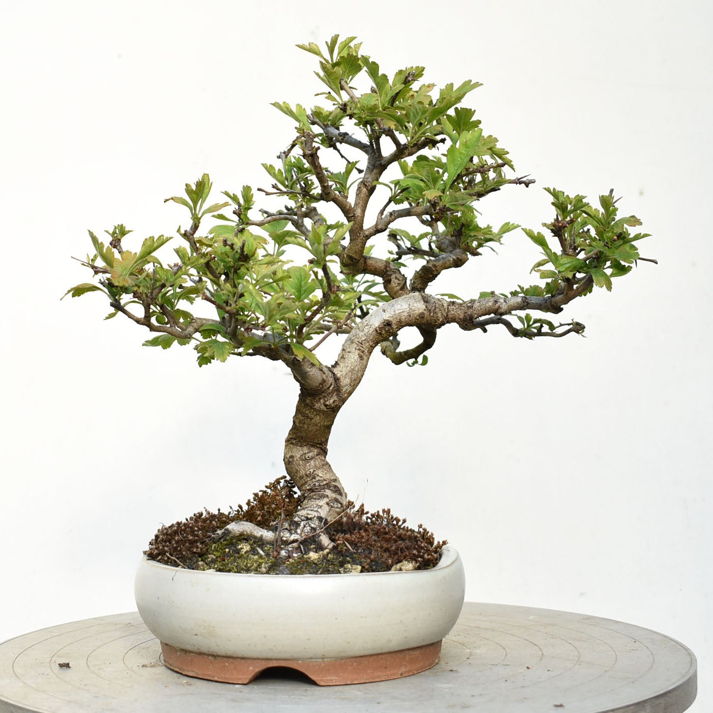 ESPINO BLANCO (Crataegus Monogyna)