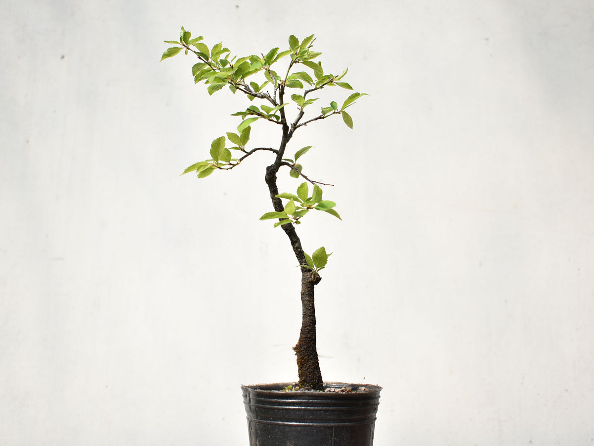 ENDRINO (Prunus Spinosa)
