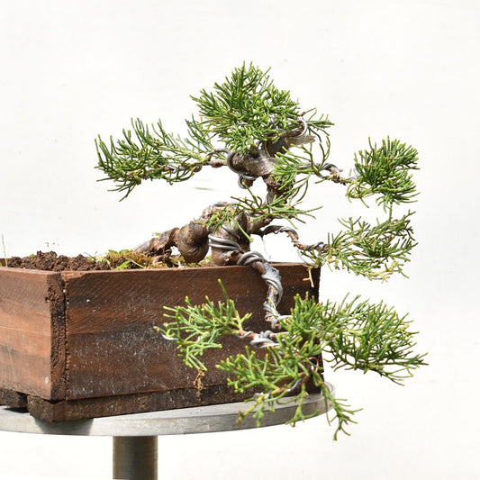 ENEBRO CHINO (Juniperus Chinensis)