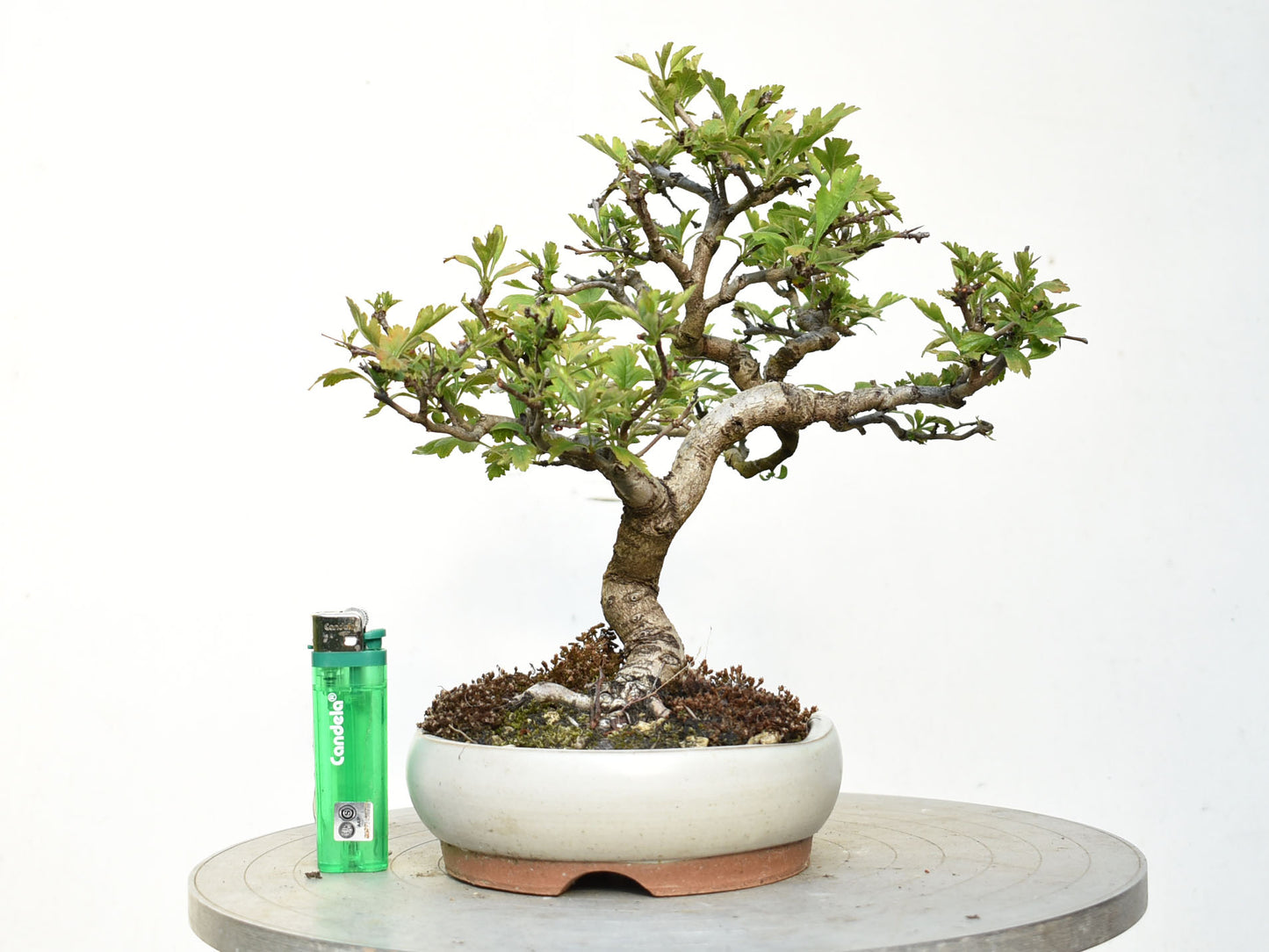 ESPINO BLANCO (Crataegus Monogyna)