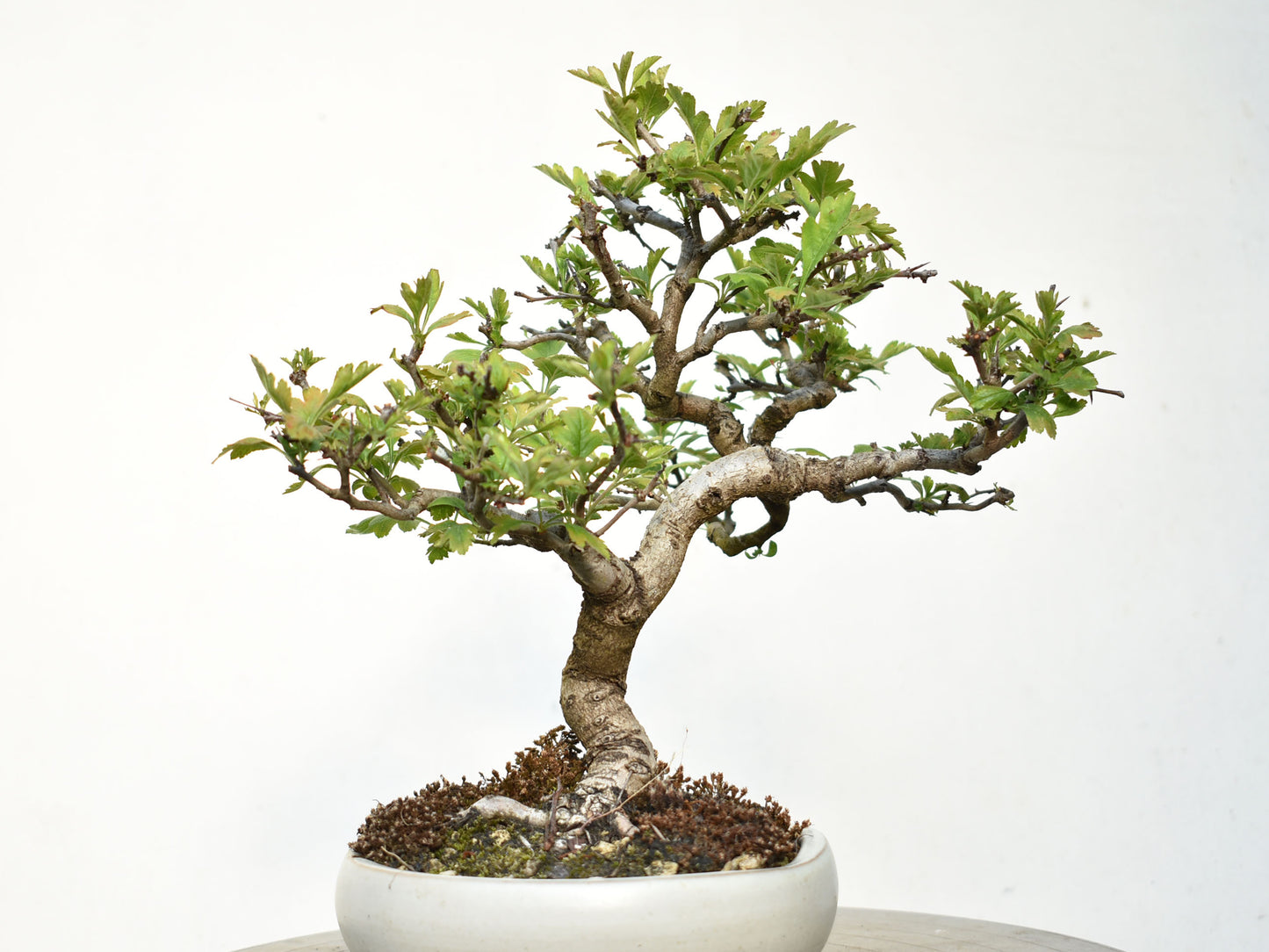 ESPINO BLANCO (Crataegus Monogyna)