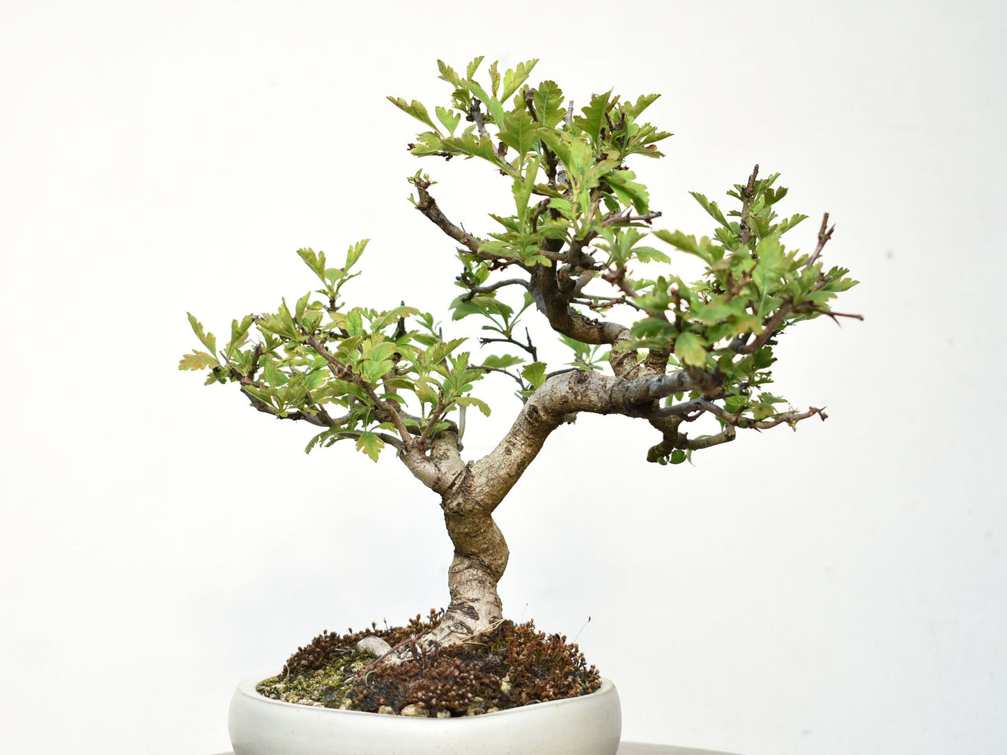 ESPINO BLANCO (Crataegus Monogyna)