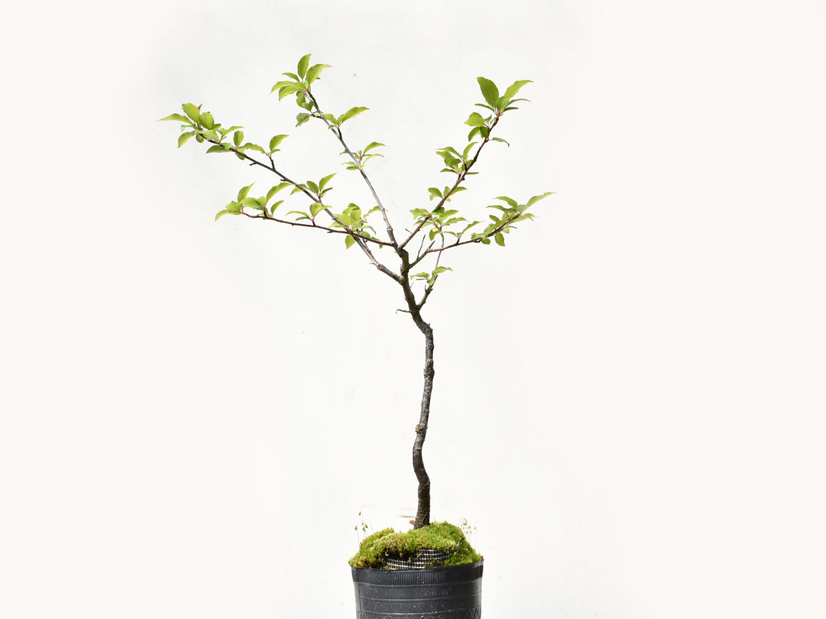 ENDRINO (Prunus Spinosa)