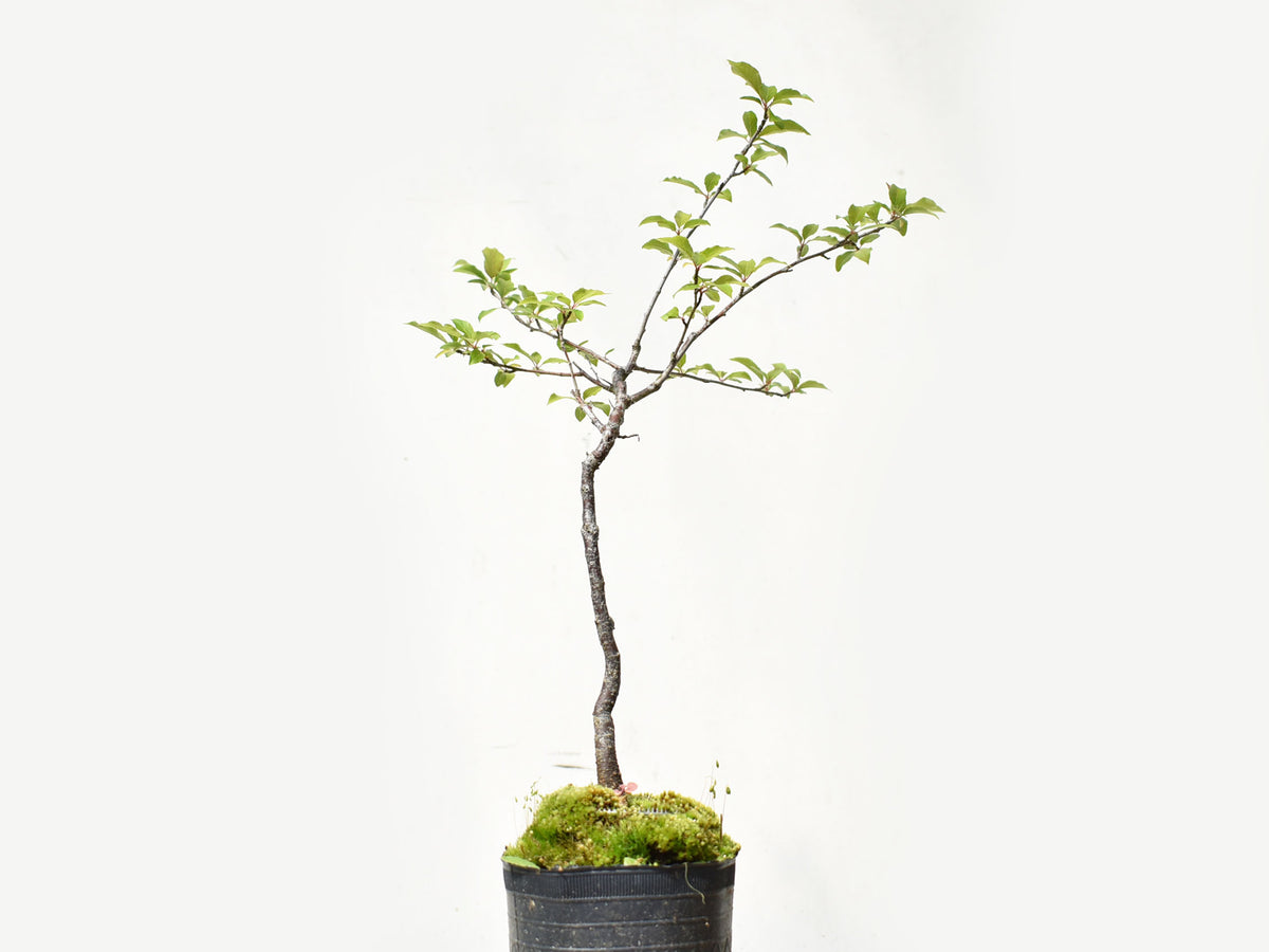 ENDRINO (Prunus Spinosa)