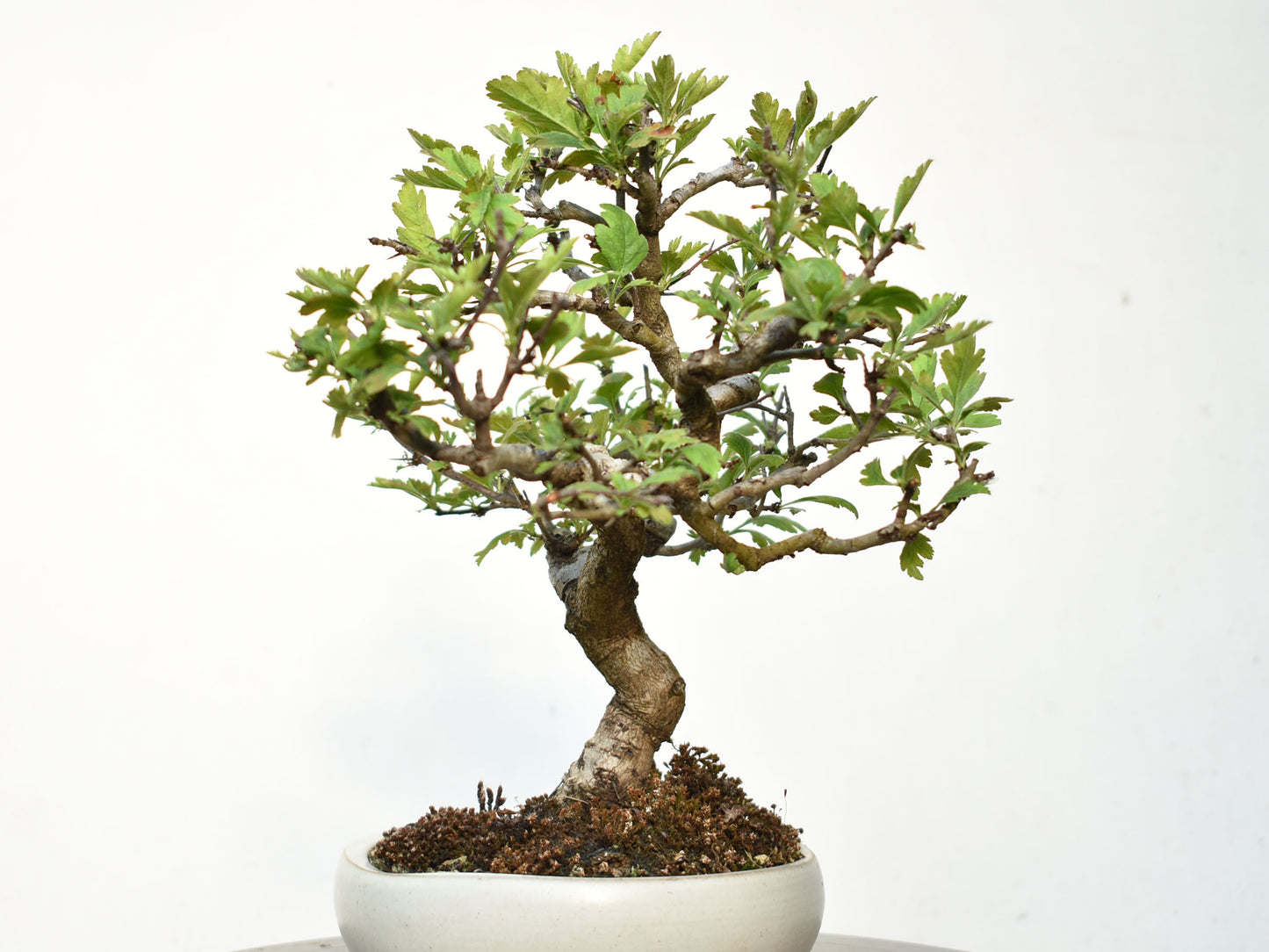 ESPINO BLANCO (Crataegus Monogyna)