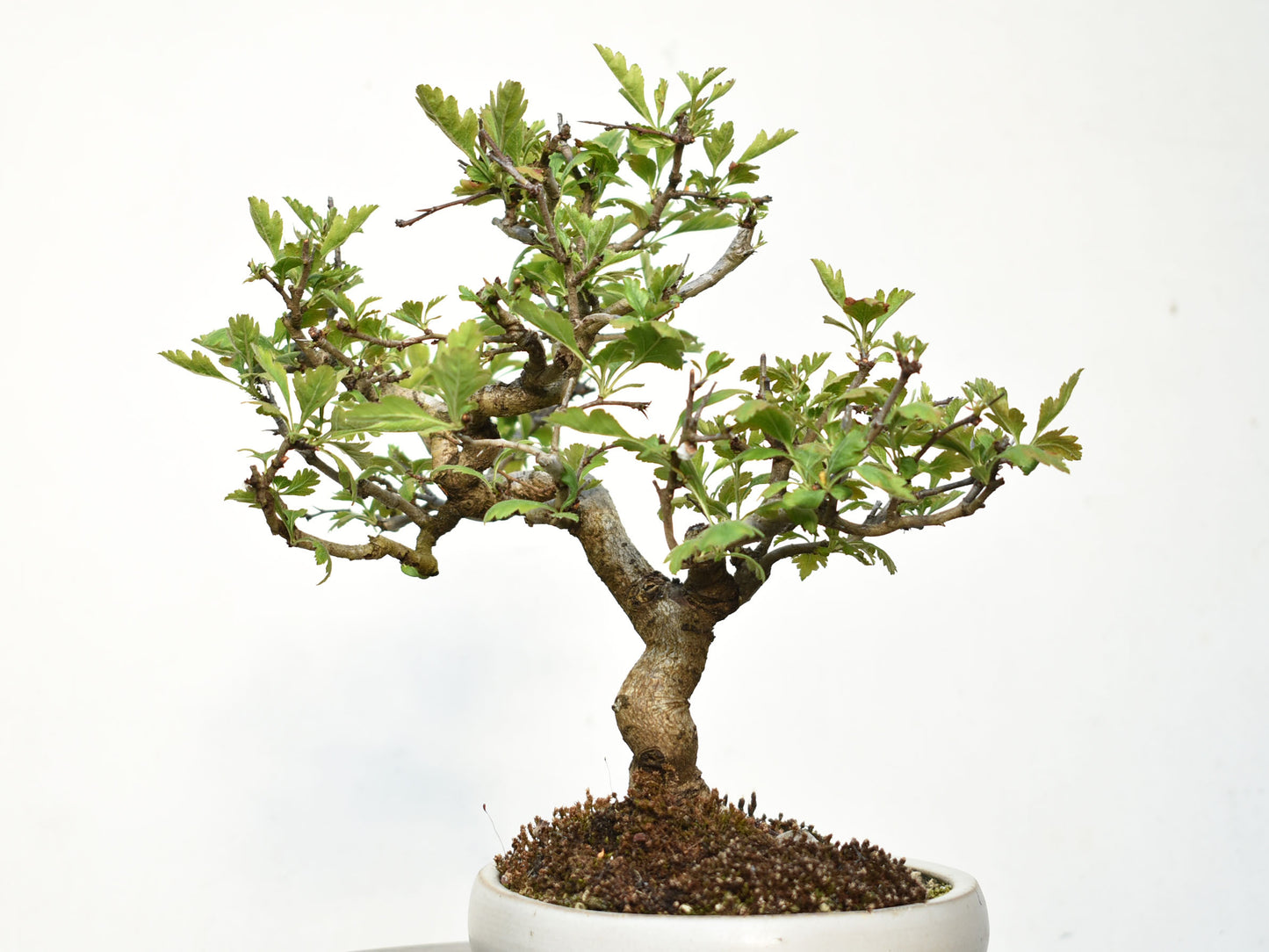 ESPINO BLANCO (Crataegus Monogyna)