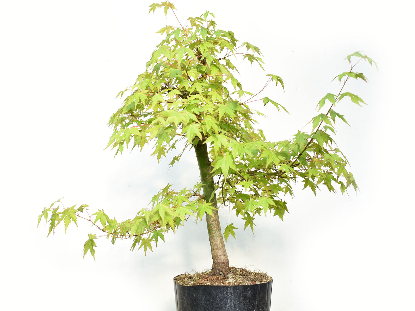 MOMIJI (Acer palmatum)