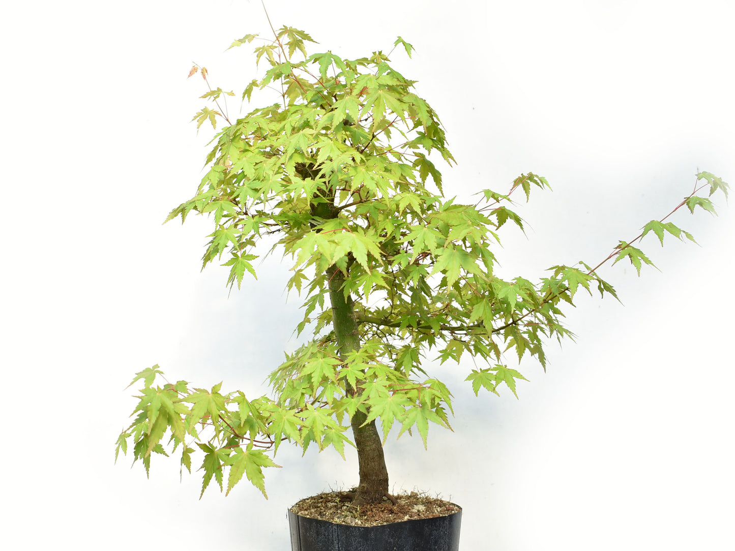 MOMIJI (Acer palmatum)