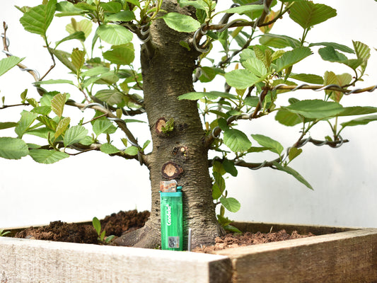 ALISO (Alnus Incana)