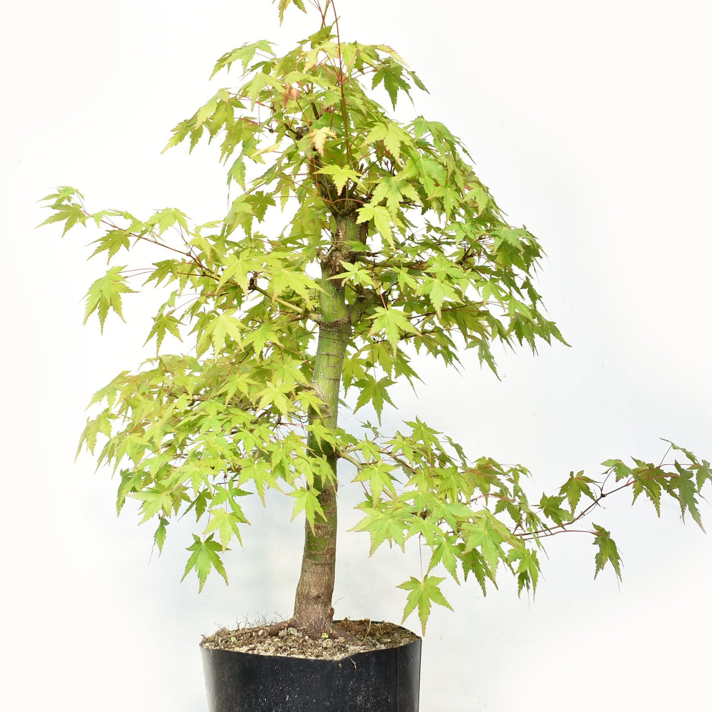 MOMIJI (Acer palmatum)