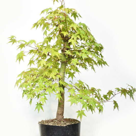 MOMIJI (Acer palmatum)