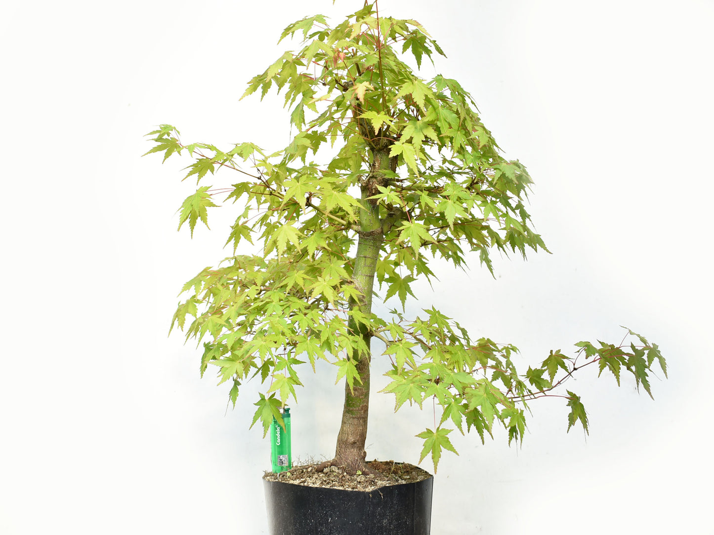 MOMIJI (Acer palmatum)