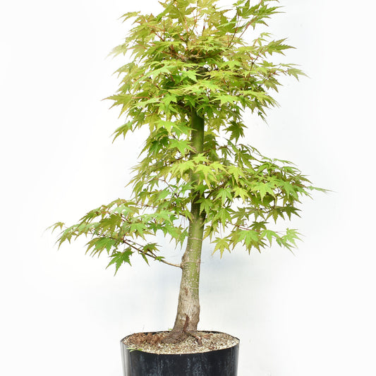 MOMIJI (Acer Palmatum)