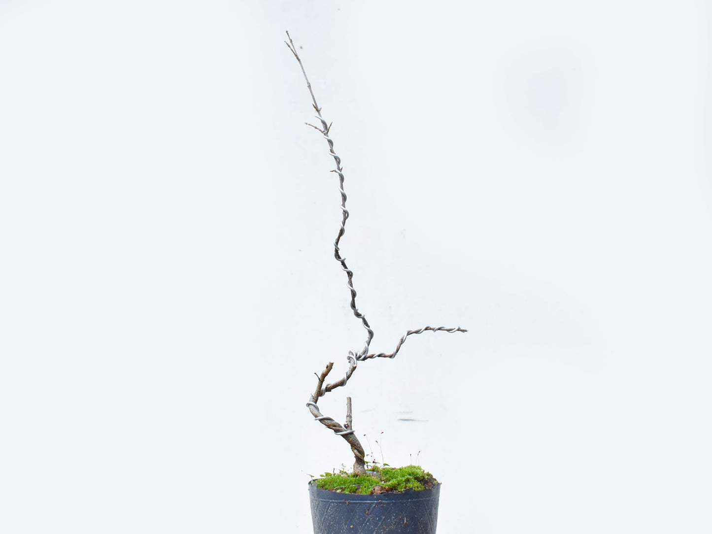 KAEDE (Arce Buergerianum)