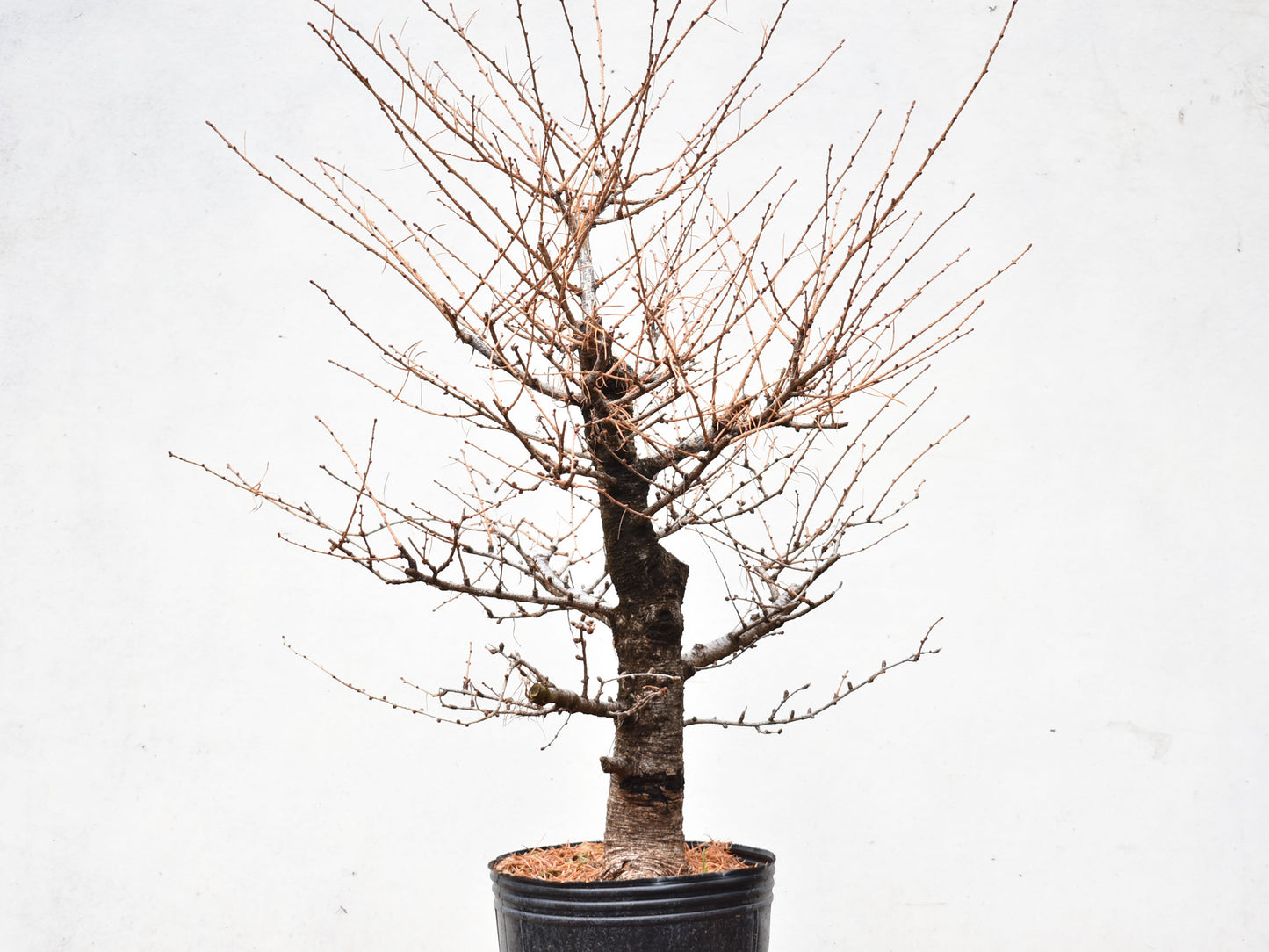 ALERCE EUROPEO (Larix Decidua)