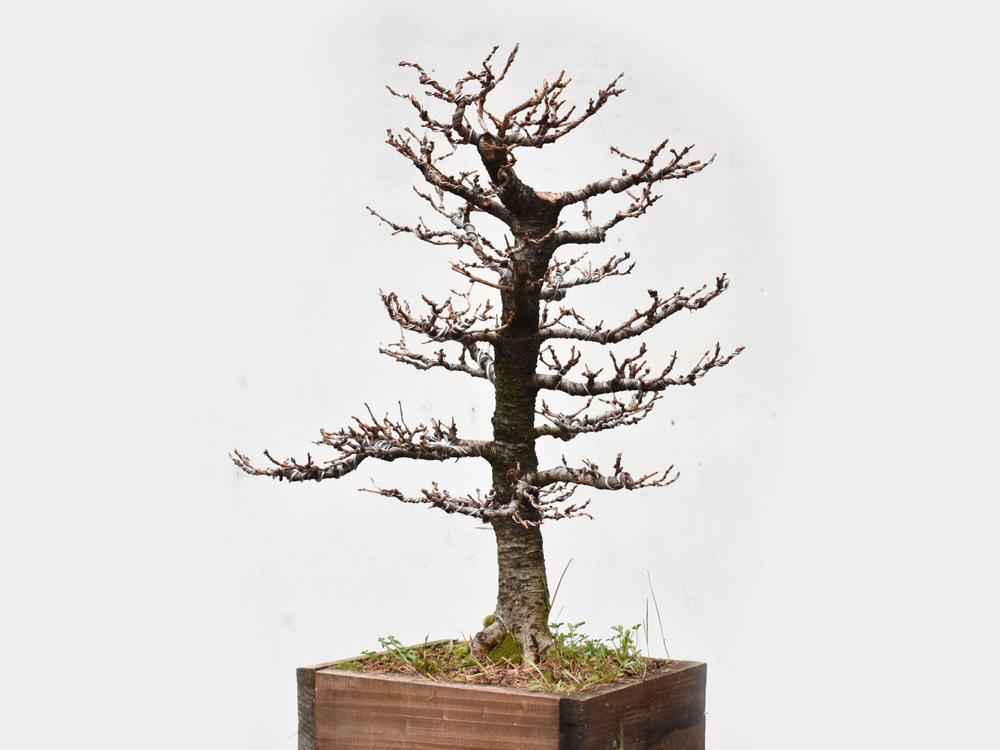 ALERCE EUROPEO (Larix Decidua)