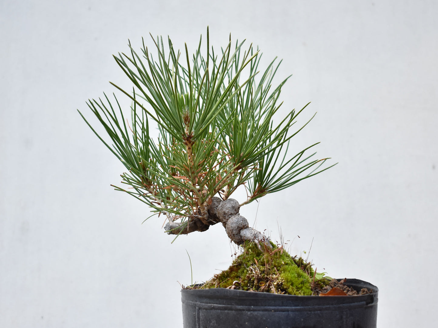 KUROMATSU (Pinus Thumbergii)