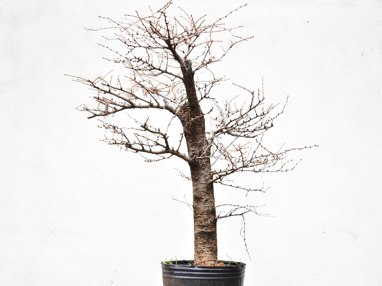 ALERCE EUROPEO (Larix Decidua)