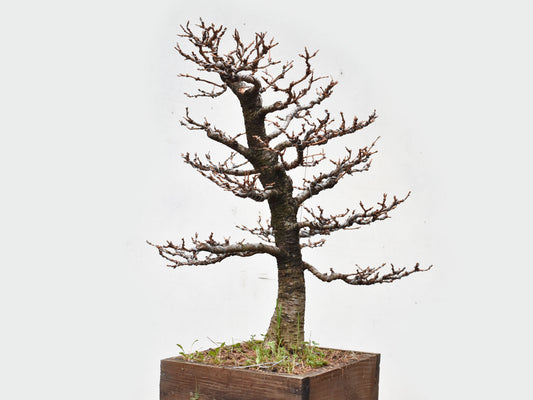 ALERCE EUROPEO (Larix Decidua)