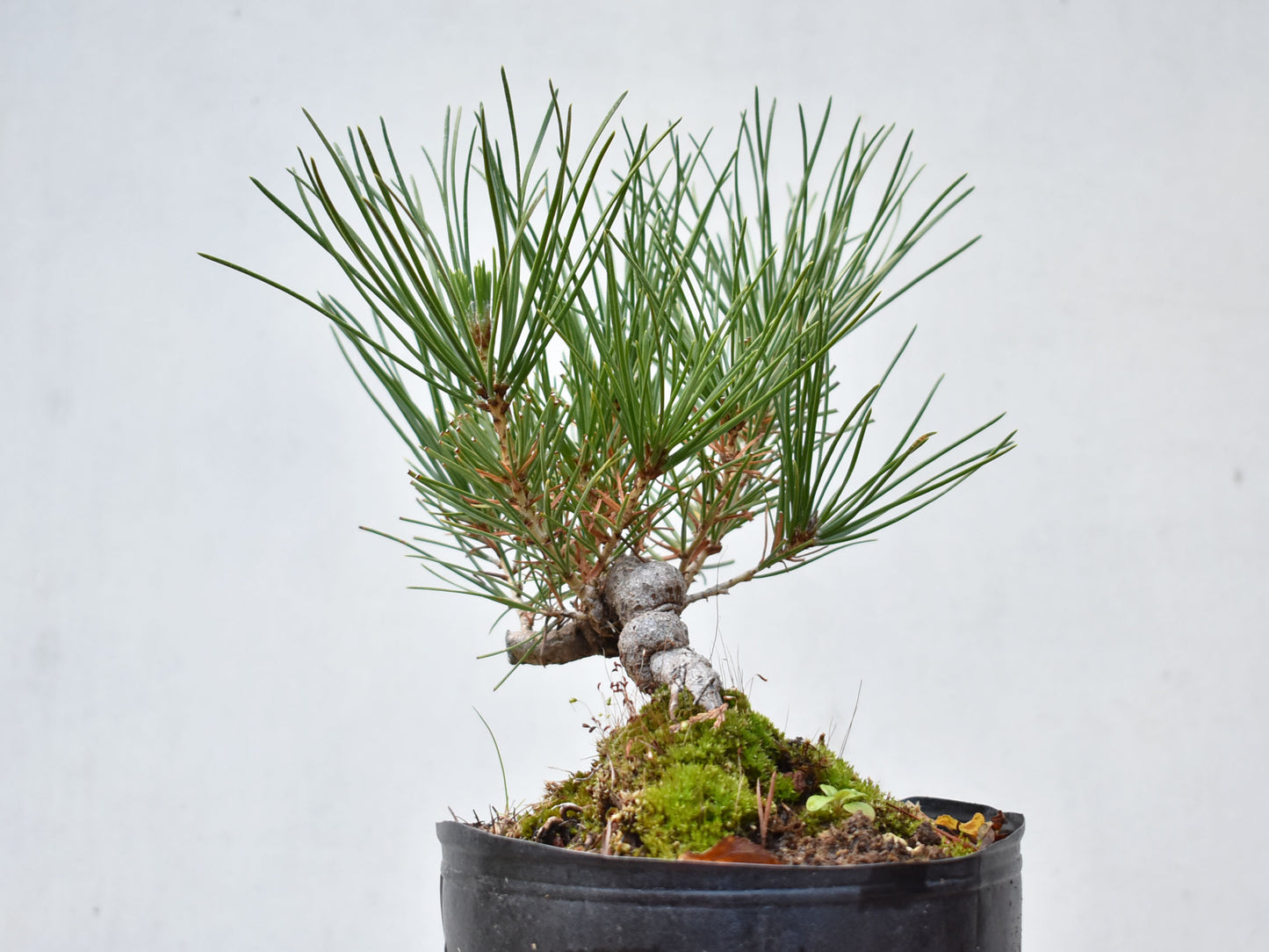 KUROMATSU (Pinus Thumbergii)