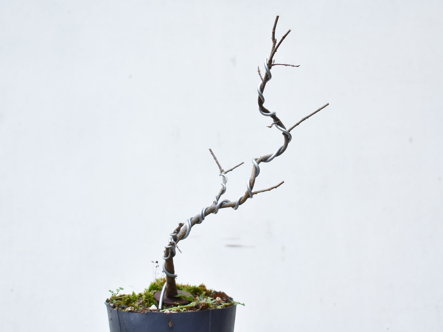 KAEDE (Arce Buergerianum)