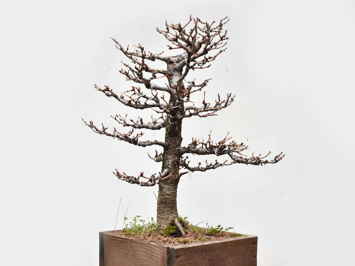 ALERCE EUROPEO (Larix Decidua)