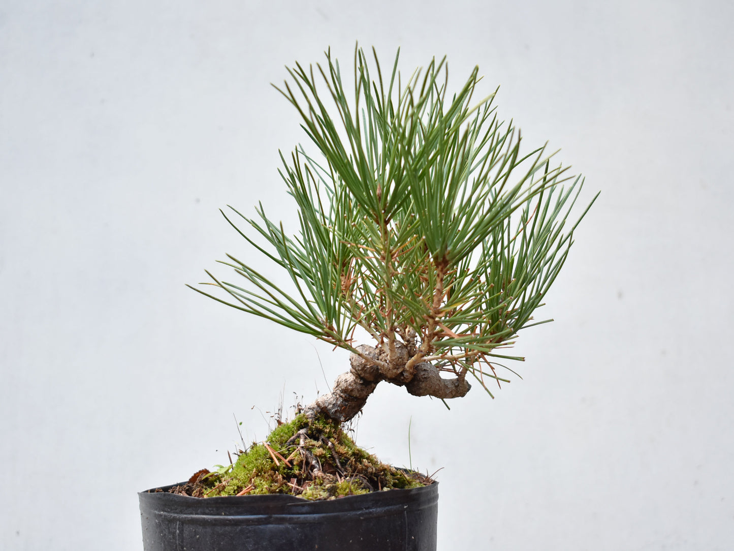 KUROMATSU (Pinus Thumbergii)