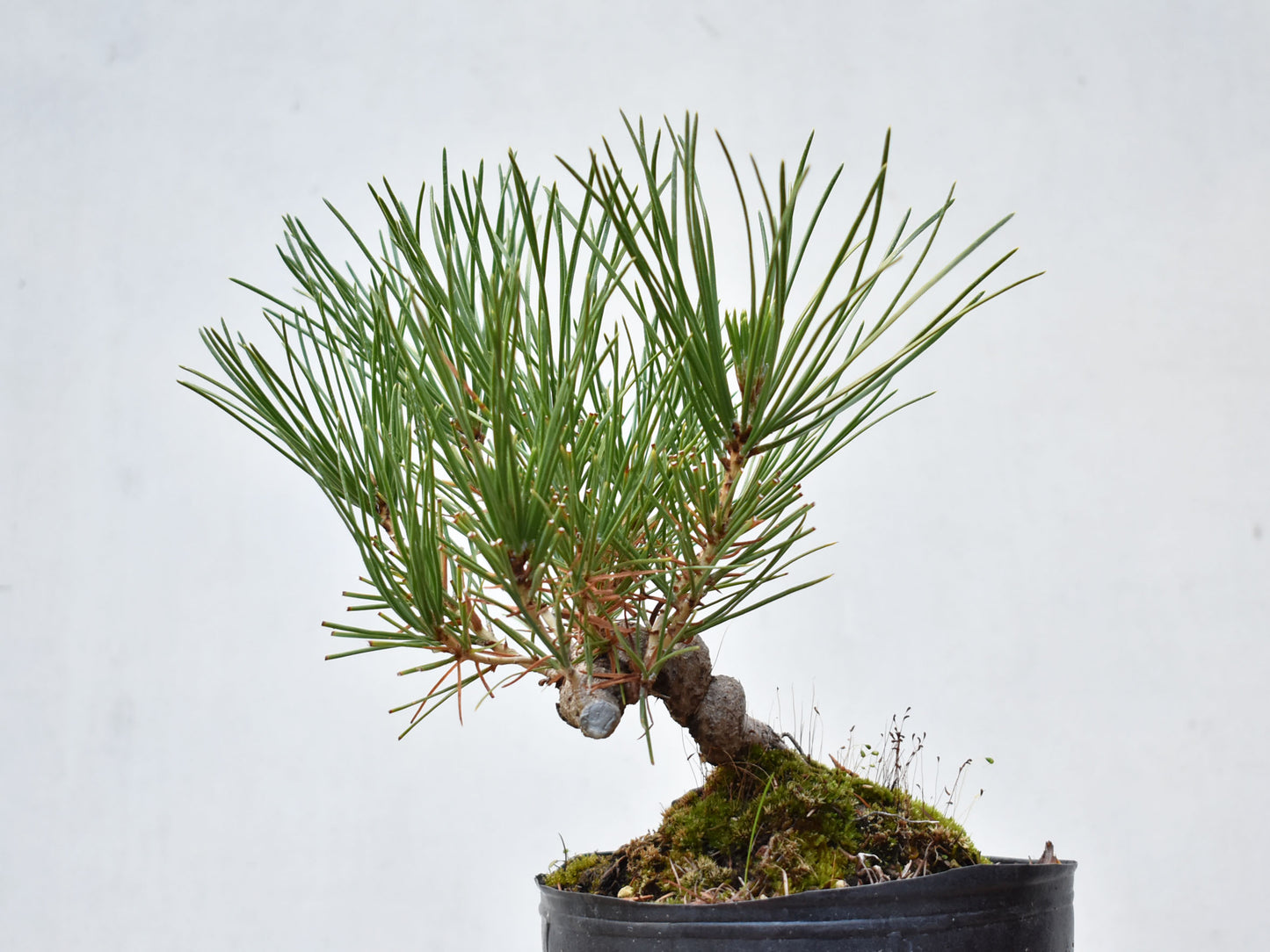 KUROMATSU (Pinus Thumbergii)