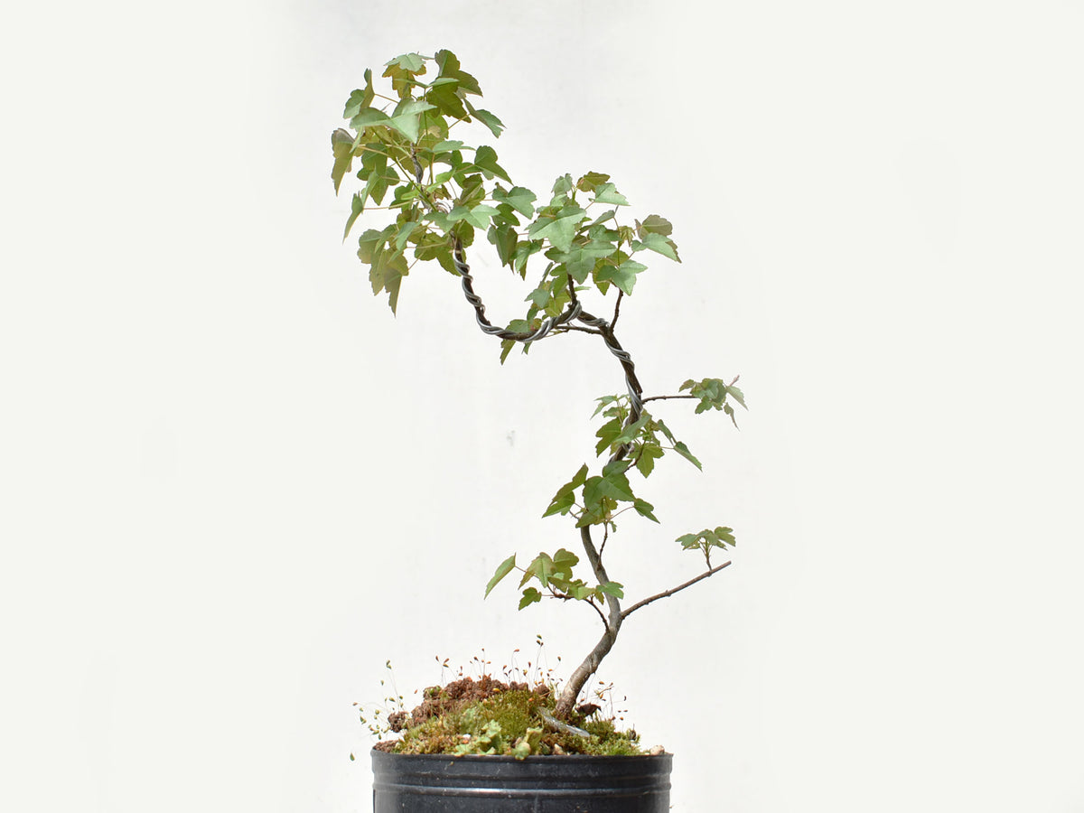 KAEDE (Arce Buergerianum)