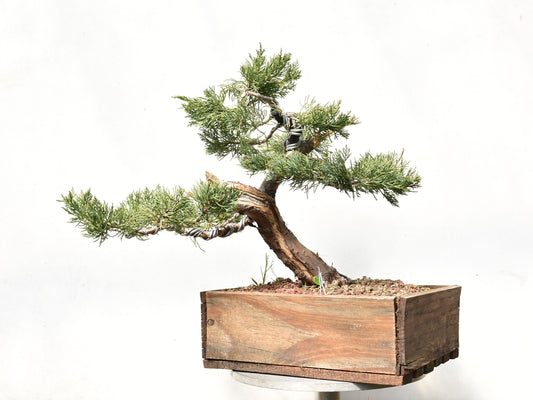 ENEBRO (Juniperus )