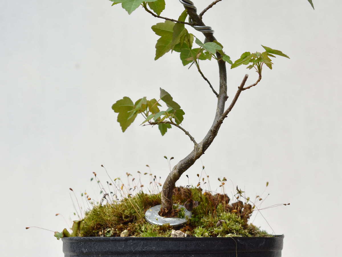KAEDE (Arce Buergerianum)