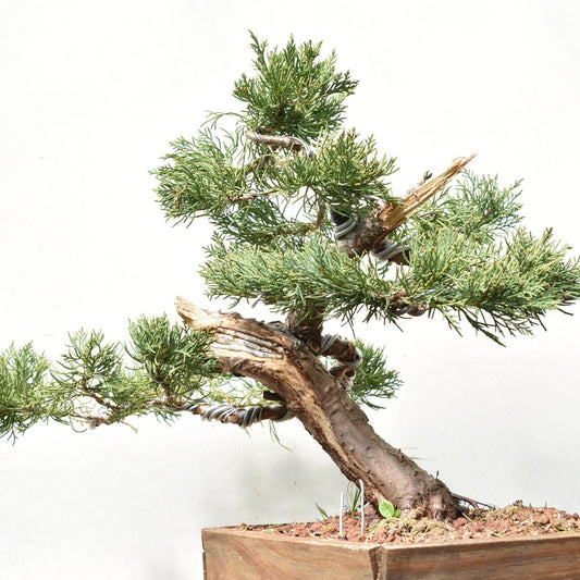 ENEBRO (Juniperus )