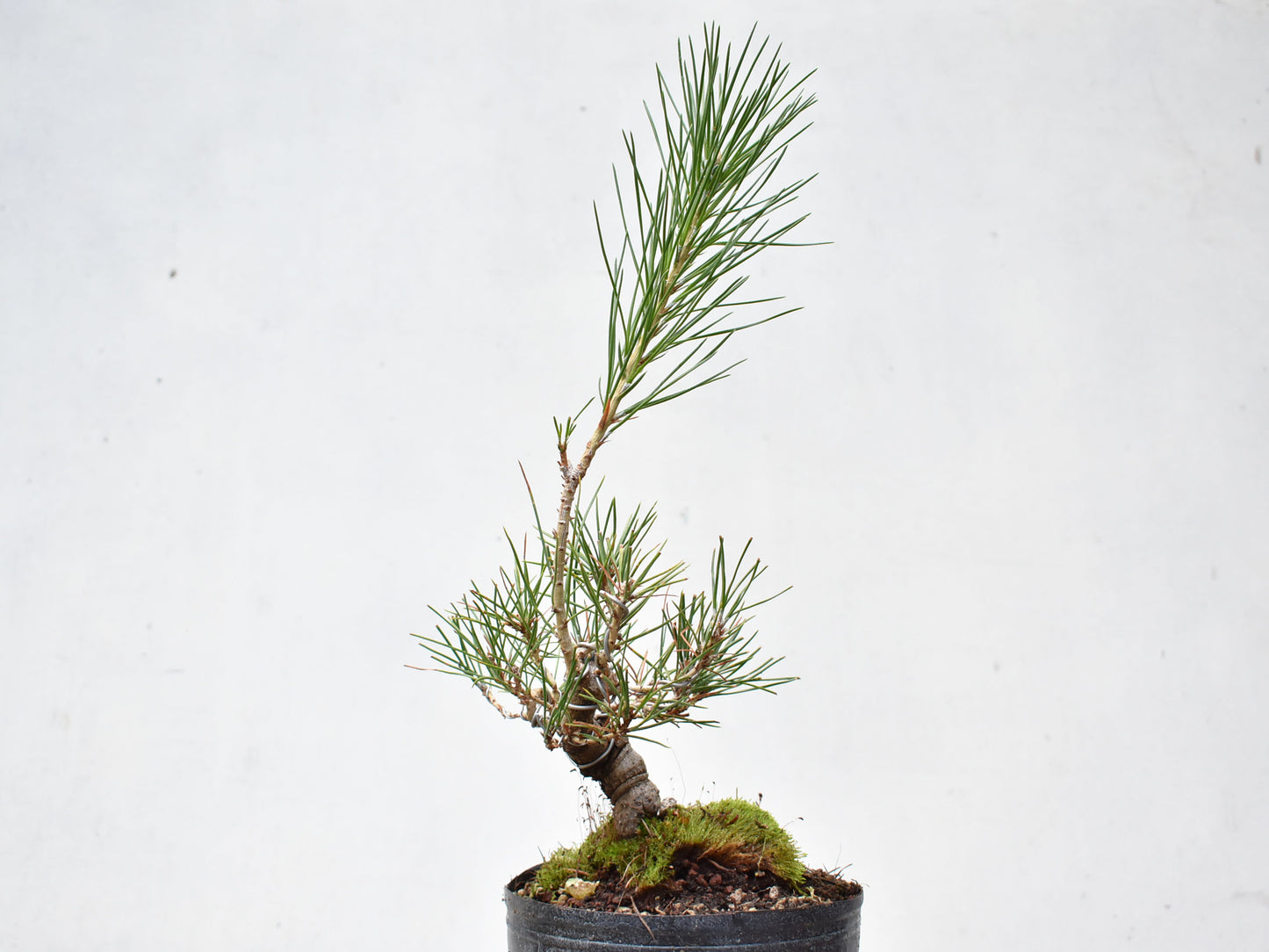 KUROMATSU (Pinus Thumbergii)