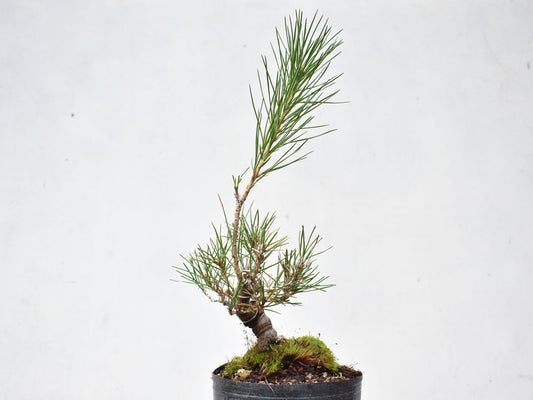 KUROMATSU (Pinus Thumbergii)