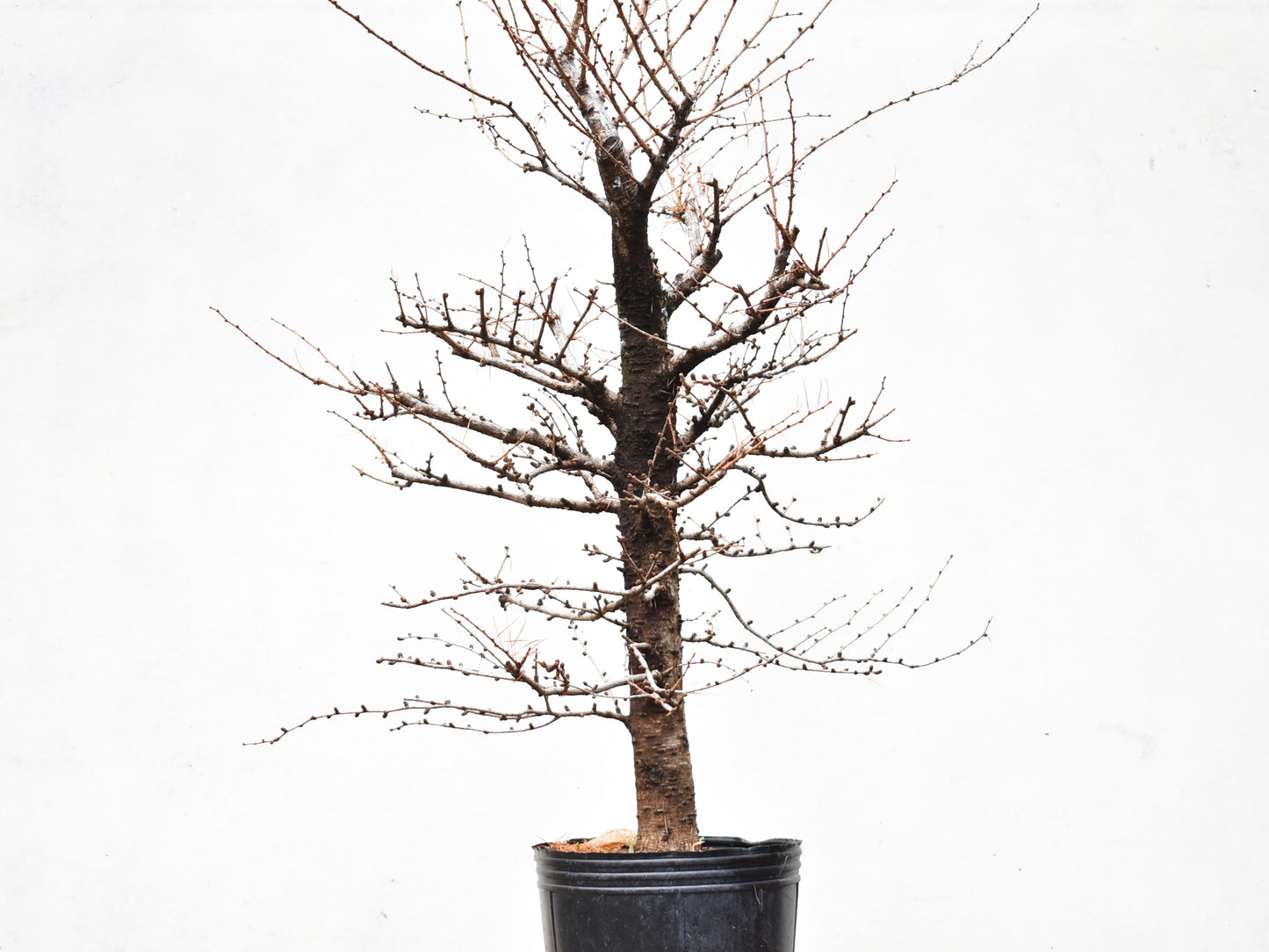 ALERCE EUROPEO (Larix Decidua)